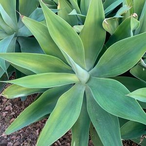 Meet your Posher, Jess